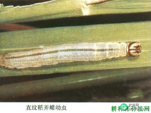 种植水稻如何防治直纹稻弄蝶
