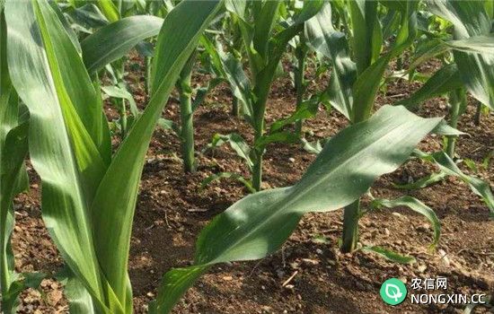 玉米单行单株种植