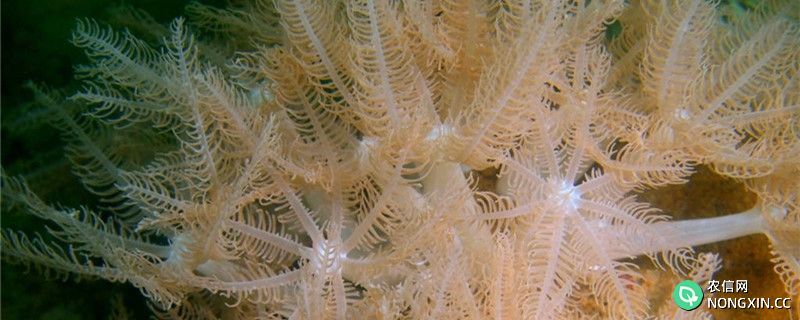 珊瑚是生物吗，是动物还是植物