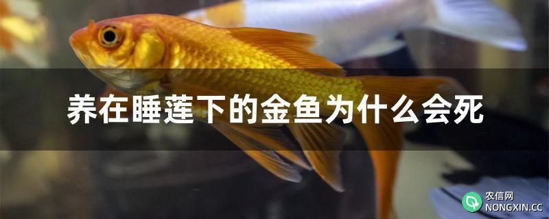 养在睡莲下的金鱼为什么会死