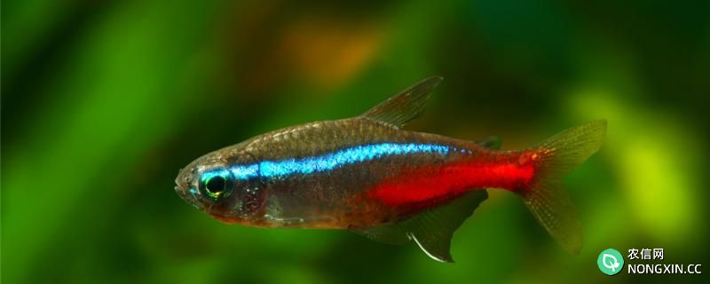 红绿灯鱼属于哪层鱼，能和什么鱼混养