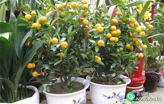 金橘盆栽如何施肥