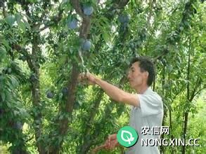果树栽培技术