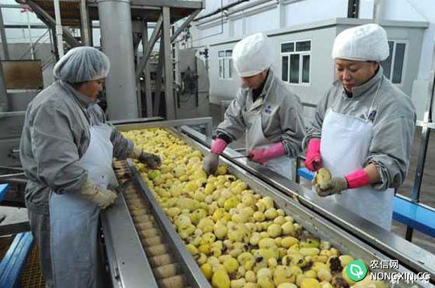 马铃薯产业开发有哪些重点任务