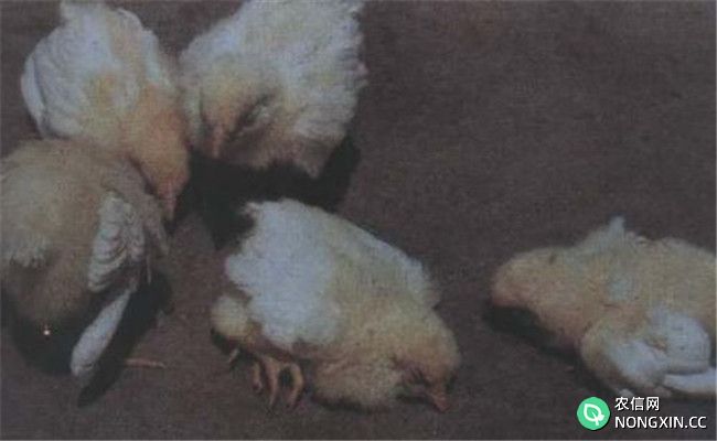 禽（鸡）曲霉菌病的主要症状