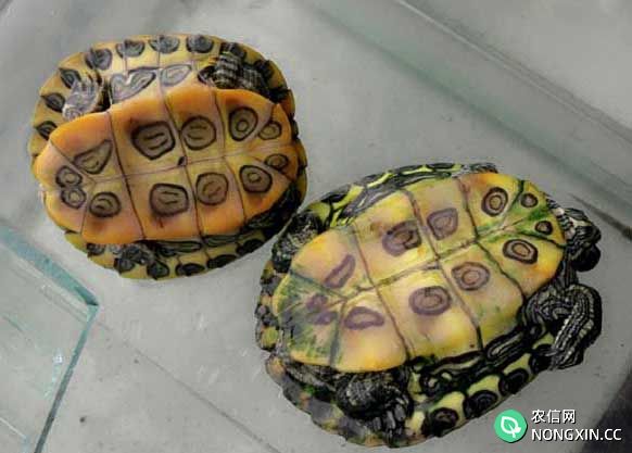 巴西乌龟该如何分辨公母