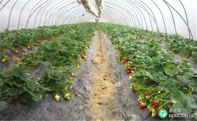 种植一亩大棚草莓的成本费用