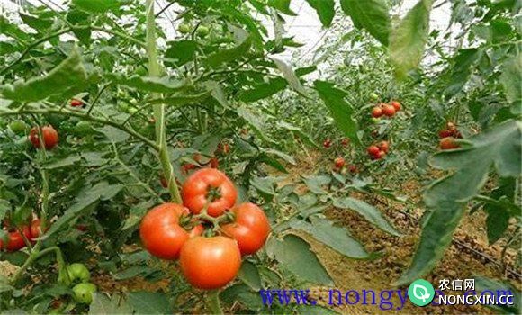 西红柿对磷肥的需求与施用方法