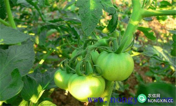西红柿对钾肥的需求与施用要求