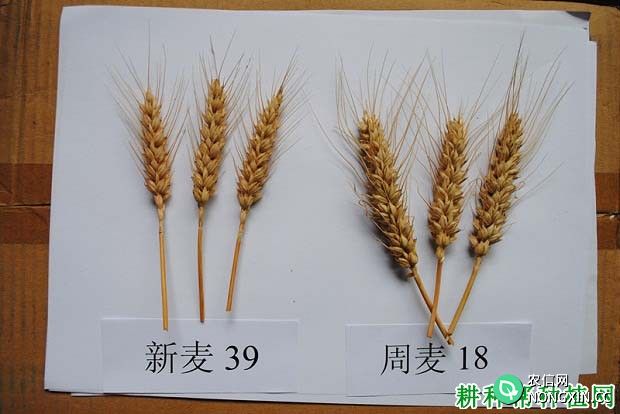 新麦39小麦品种好不好