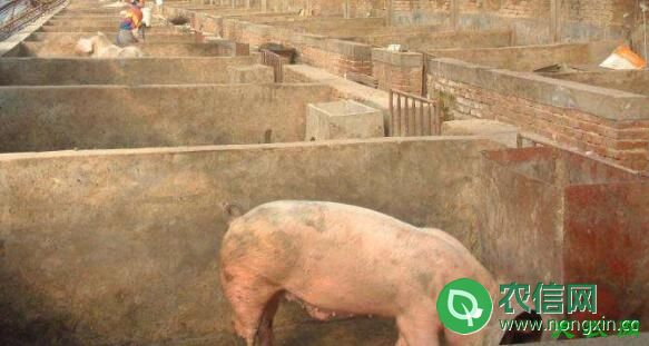 农村养猪大棚怎么建，大棚养猪建设经验总结