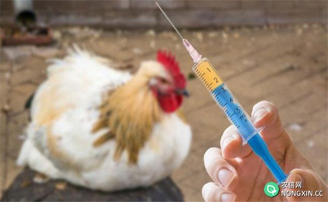 重视家禽预防性用药