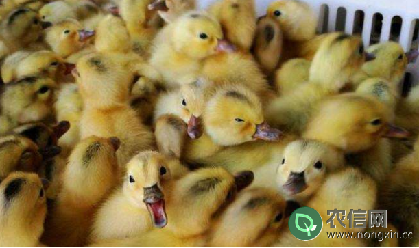 鸭子种蛋孵化时对温度与湿度的要求