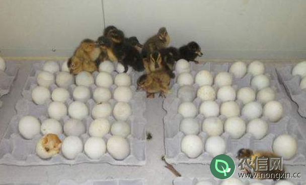 提高鸭子种蛋孵化率的三种方法