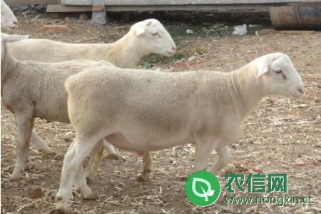杜泊绵羊的主要产地