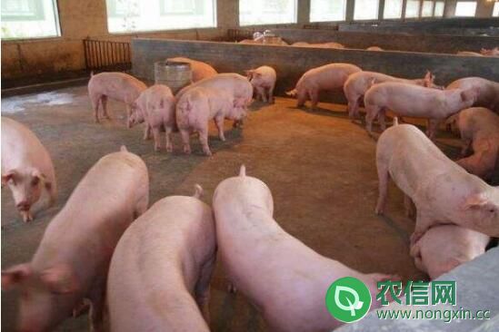 养猪的猪舍成本多少，小型猪舍成本分析