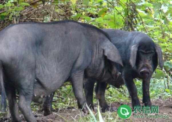 雅南黑猪品种简介，贵如熊猫的优质黑猪(图3)