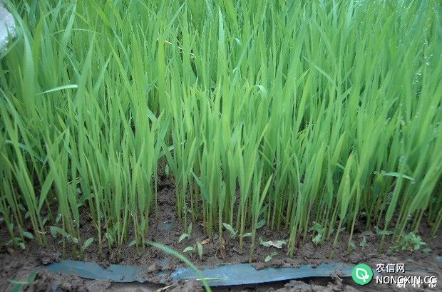 水稻秧苗生长过程有什么要求
