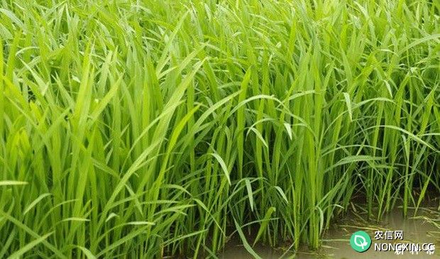 水稻秧苗生长过程有什么要求