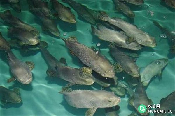 石斑鱼的养殖方式与品种