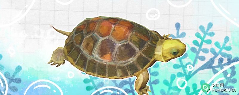 闭壳龟是什么龟，为什么叫闭壳龟