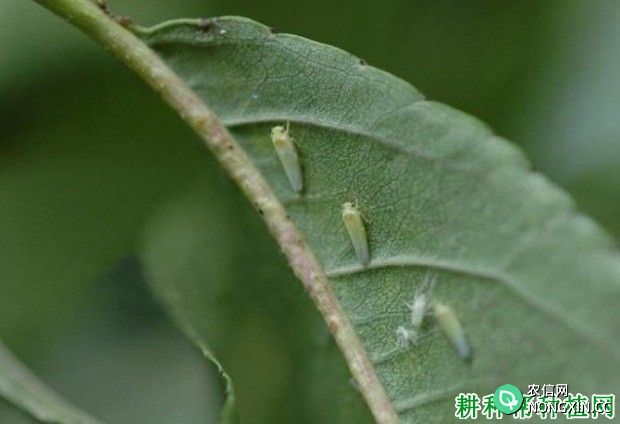 种植葡萄如何防治葡萄斑叶蝉