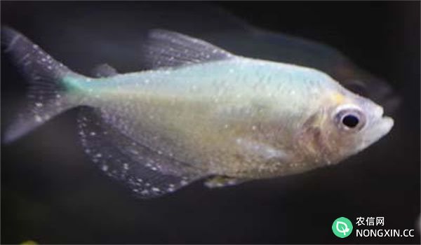 鱼小瓜虫病与打粉病的辨别与防治