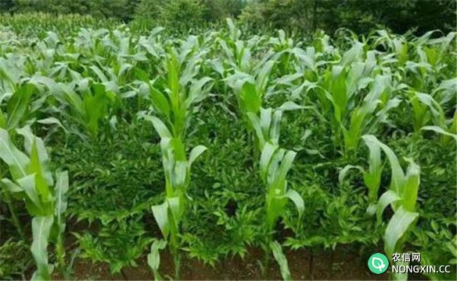 套种玉米的施肥原则、施肥方法与注意事项
