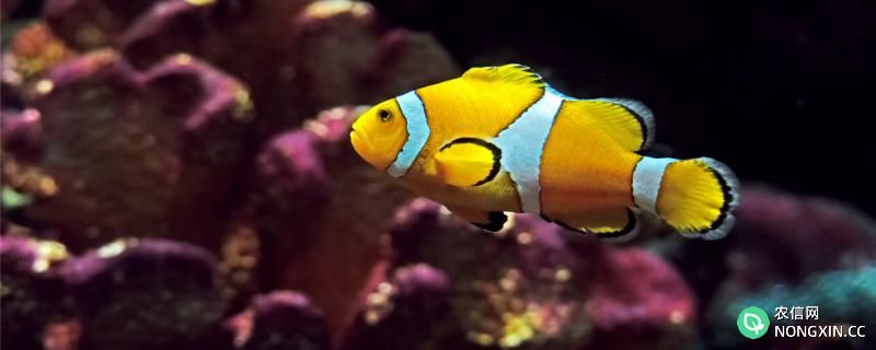 小丑鱼为什么不怕海葵的毒，能和海葵一起养吗