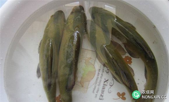 丁桂鱼养殖技术