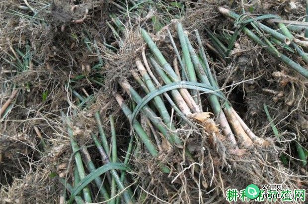 散生型笋用竹种植：竹苗如何挑选