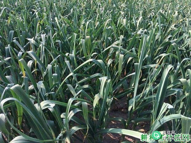 一亩大蒜生长需要多少氮磷钾 大蒜施肥用什么肥料