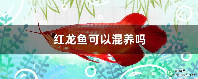 红龙鱼可以混养吗