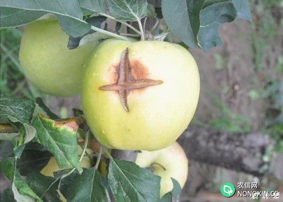 苹果树生长发育需水量是多少