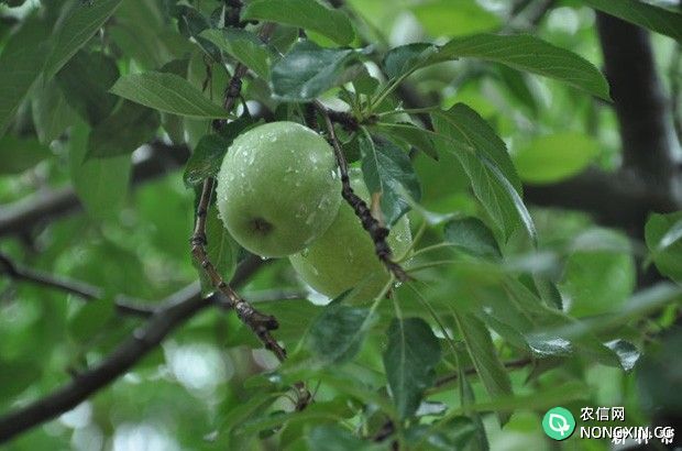 苹果树生长发育需水量是多少