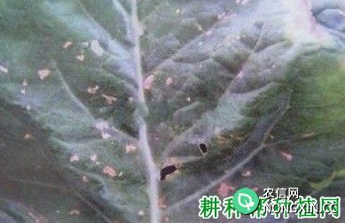 西兰花（青花菜）角斑病如何防治