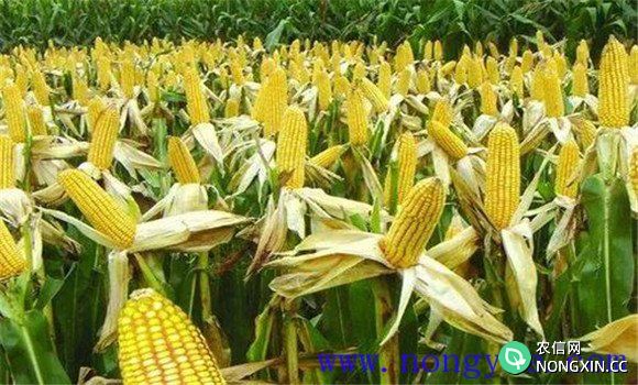 玉米杂交种主要有哪几种类型