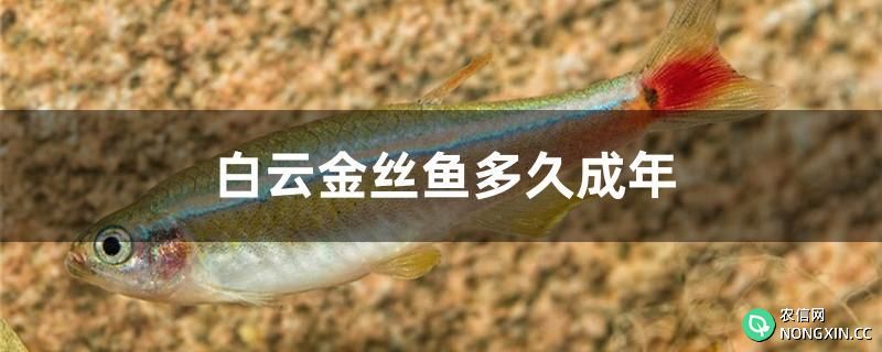 白云金丝鱼多久成年