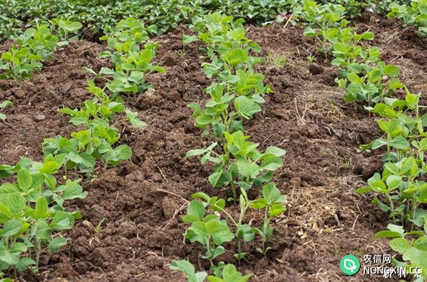 钾肥在大豆生长中起什么作用