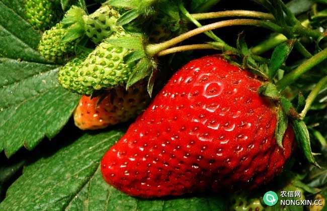 草莓种植方法