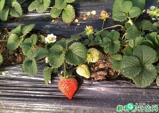 环境条件对草莓果实生长有哪些影响