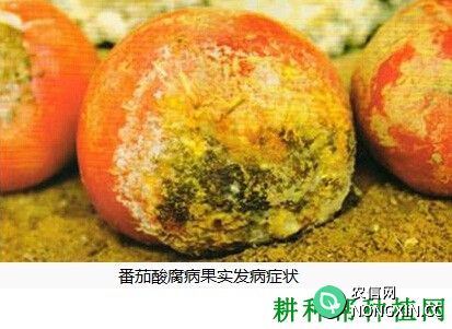 番茄酸腐病如何防治 番茄酸腐病用什么药治疗