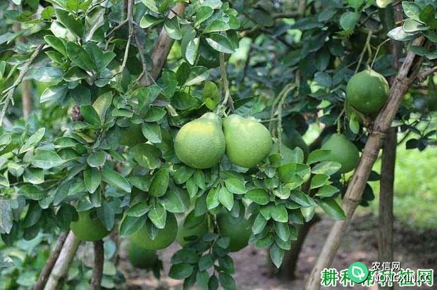 沙田柚树可以使用哪些植物生长调节剂