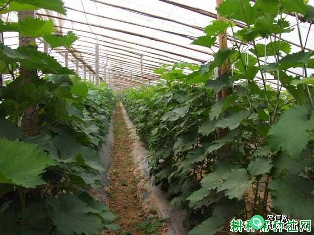 葡萄在温室大棚中种植对葡萄有哪些影响