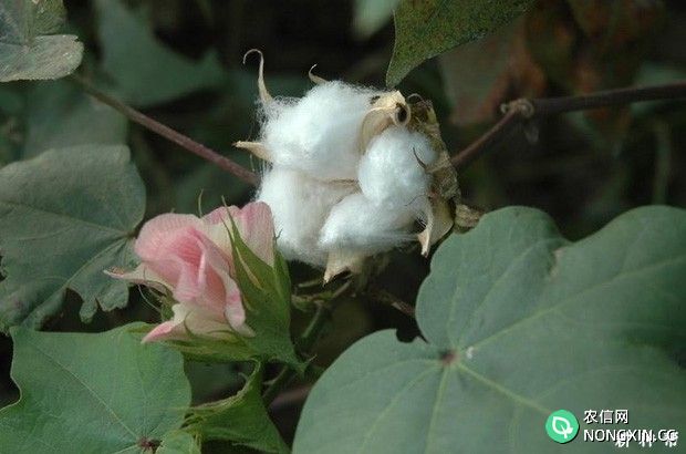 棉花生长生育期如何划分
