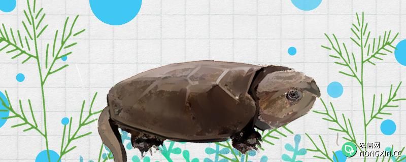 鹰嘴龟有几个品种，怎么鉴别雌雄