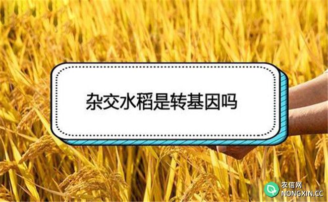 杂交水稻是转基因吗