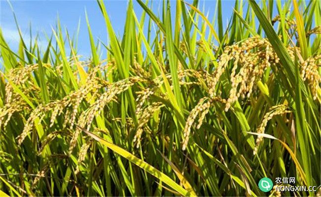 杂交水稻和普通水稻有什么区别