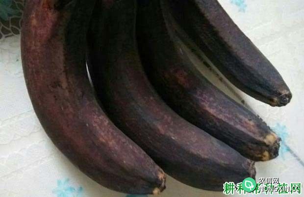 多少度低温香蕉会受冻 香蕉如何预防冻害发生