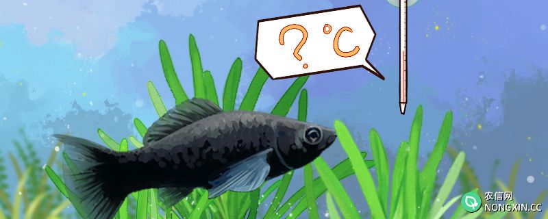 黑玛丽鱼水温多少度合适，最低水温是多少